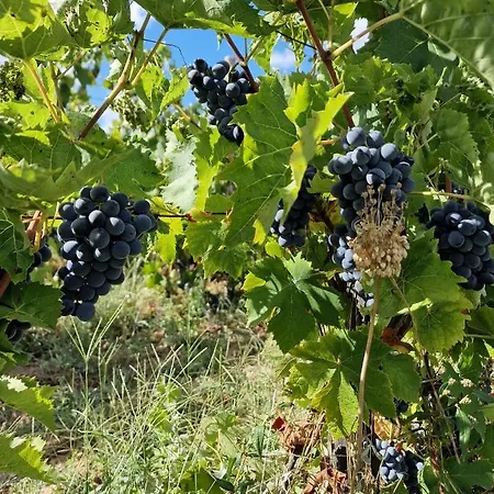 Escapade Entre Vignes Et *