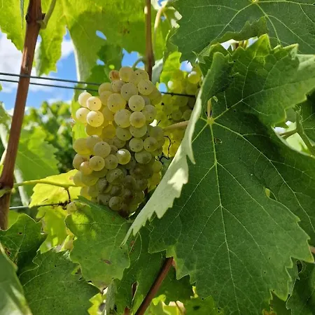 Escapade Entre Vignes Et *
